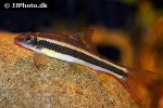 garra cambodgiensis garra cambodgiensis