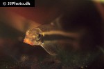 garra cambodgiensis garra cambodgiensis