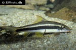 garra cambodgiensis garra cambodgiensis