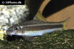 garra cambodgiensis garra cambodgiensis