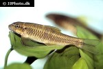 garra ceylonensis garra ceylonensis