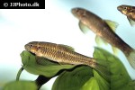 garra ceylonensis garra ceylonensis