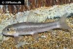garra ceylonensis garra ceylonensis