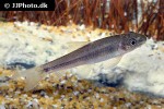 garra ceylonensis garra ceylonensis
