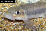 garra ceylonensis garra ceylonensis