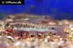 garra cf mullya garra cf mullya