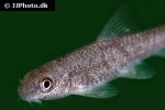garra compressus garra compressus