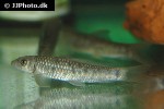garra compressus garra compressus