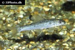 garra compressus garra compressus