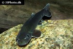 garra congoensis garra congoensis