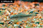 garra emarginata garra emarginata