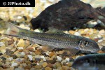 garra fasciacauda garra fasciacauda