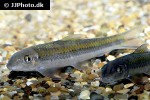 garra fasciacauda garra fasciacauda
