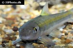 garra fasciacauda garra fasciacauda