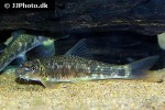 garra fuliginosa garra fuliginosa