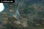 garra fuliginosa garra fuliginosa