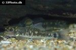 garra fuliginosa garra fuliginosa