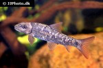 garra kempi garra kempi