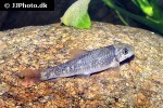 garra kempi garra kempi