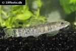 garra lissorhynchus garra lissorhynchus