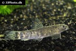garra lissorhynchus garra lissorhynchus