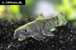 garra lissorhynchus garra lissorhynchus