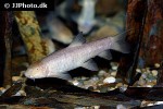 garra longipinnis garra longipinnis