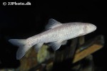garra longipinnis garra longipinnis