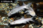 garra longipinnis garra longipinnis