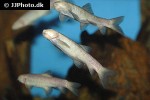 garra longipinnis garra longipinnis