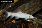 garra longipinnis garra longipinnis