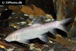 garra longipinnis garra longipinnis