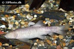 garra longipinnis garra longipinnis