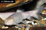 garra longipinnis garra longipinnis