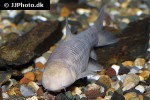 garra longipinnis garra longipinnis