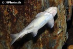 garra longipinnis garra longipinnis