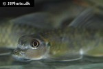 garra nasuta garra nasuta