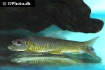 garra nasuta garra nasuta