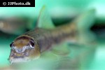 garra nasuta garra nasuta