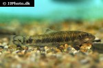 garra poecilura garra poecilura