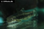 garra poecilura garra poecilura