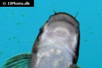 garra poecilura garra poecilura