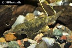 garra poecilura garra poecilura