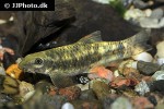 garra poecilura garra poecilura
