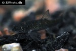 garra rufa garra rufa
