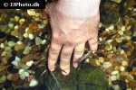 garra rufa garra rufa