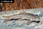 garra rufa garra rufa