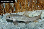 garra rufa garra rufa