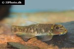 garra salweenica garra salweenica