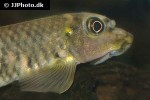 garra salweenica garra salweenica
